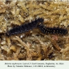 boloria euphrosyne daghestan larva l5 2